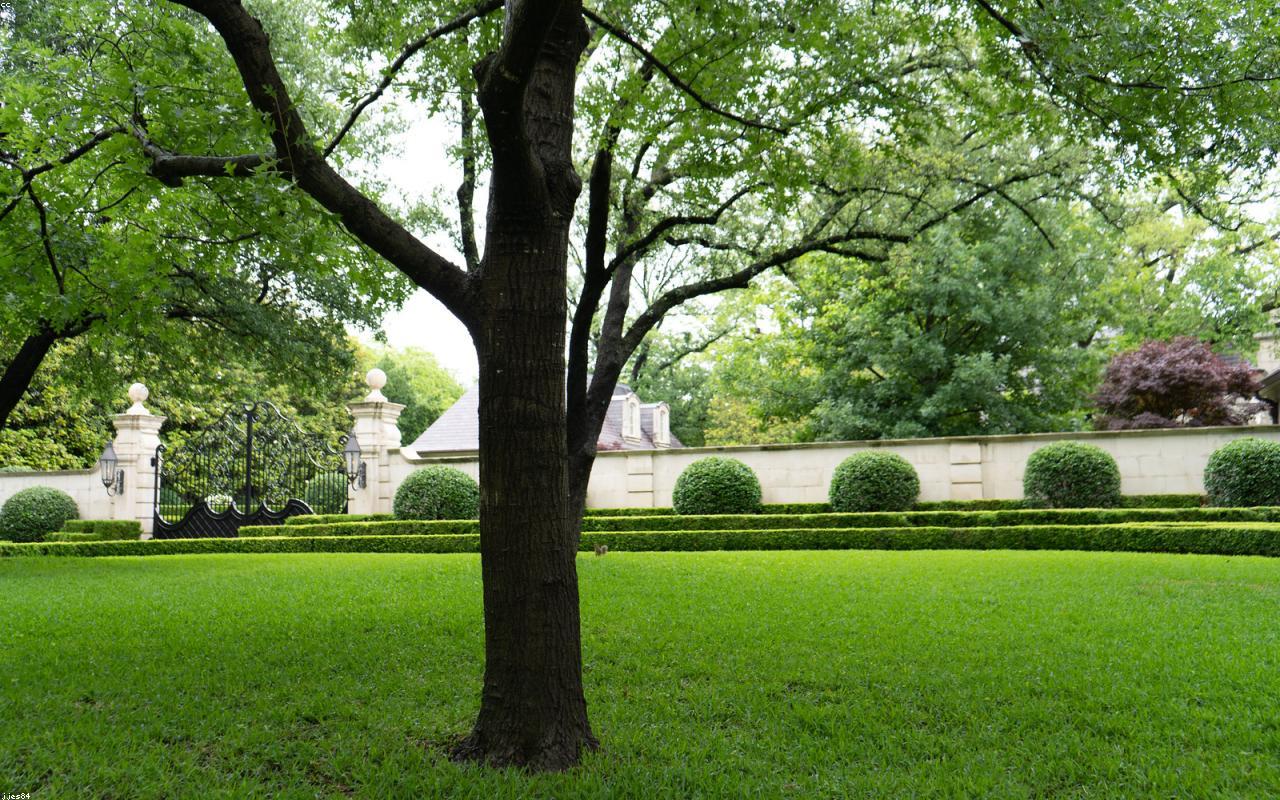 A manicured estate lawn with shaped hedges